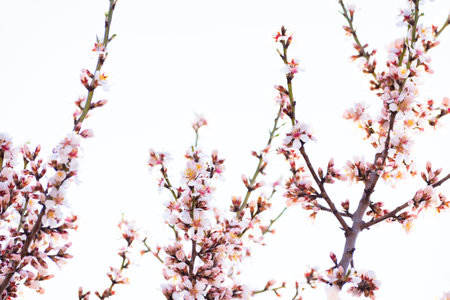 Blooming almond tree branches with flowers in full bloom in springtime in the countrysideの写真素材