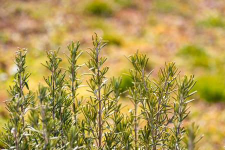Organically grown rosemary twigs in the garden in springtime with copy space for textの写真素材