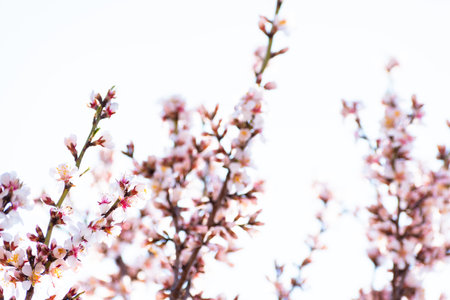 Blooming almond tree branches with flowers in full bloom in springtime in the countrysideの写真素材