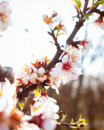 Blooming almond tree with flowers in full bloom in springtime in the countrysideの写真素材