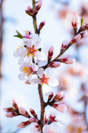 Blooming almond tree branches with flowers in full bloom in springtime in the countrysideの写真素材
