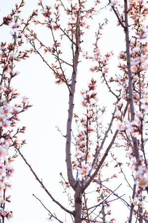 Blooming almond tree branches with flowers in full bloom in springtime in the countrysideの写真素材
