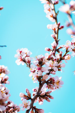 Blooming almond tree branches with flowers in full bloom in springtime in the countrysideの写真素材