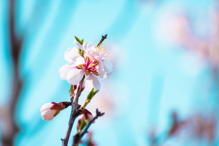 Blooming almond tree brach with flowers in full bloom in springtime in the countrysideの写真素材