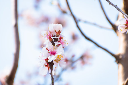 Blooming almond tree brach with flowers in full bloom in springtime in the countrysideの写真素材