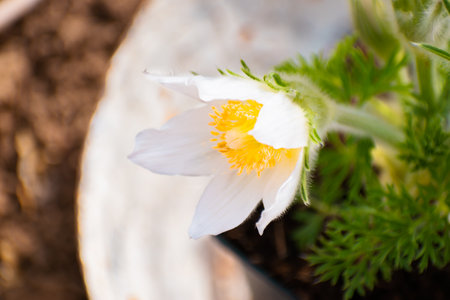 Springtime pasqueflower blooming in vivid purple colorの写真素材