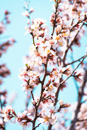 Blooming almond tree branches with flowers in full bloom in springtime in the countrysideの写真素材
