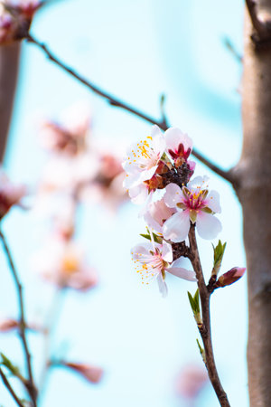 Blooming almond tree brach with flowers in full bloom in springtime in the countrysideの写真素材