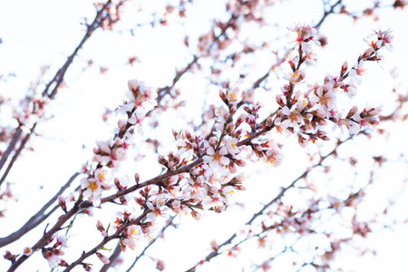 Blooming almond tree branches with flowers in full bloom in springtime in the countrysideの写真素材