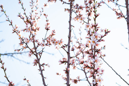 Blooming almond tree branches with flowers in full bloom in springtime in the countrysideの写真素材