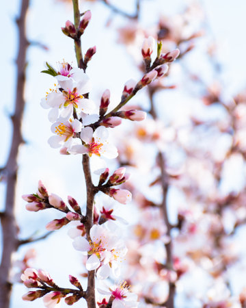Blooming almond tree branches with flowers in full bloom in springtime in the countrysideの写真素材