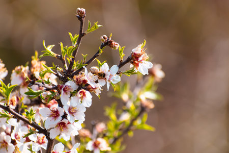 Blooming almond tree branch with flowers in full bloom in springtime with copy space for textの写真素材