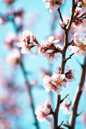 Blooming almond tree branches with flowers in full bloom in springtime in the countrysideの写真素材