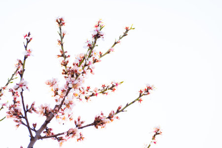 Blooming almond tree branches with flowers in full bloom in springtime in the countrysideの写真素材
