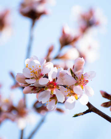 Blooming almond tree branches with flowers in full bloom in springtime in the countrysideの写真素材