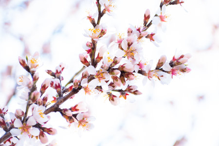 Blooming almond tree branches with flowers in full bloom in springtime in the countrysideの写真素材