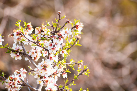 Blooming almond tree branch with flowers in full bloom in springtime with copy space for textの写真素材