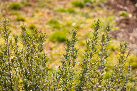 Organically grown rosemary twigs in the garden in springtime with copy space for textの写真素材