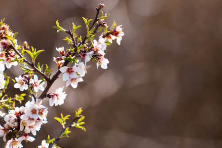 Blooming almond tree branch with flowers in full bloom in springtime with copy space for textの写真素材
