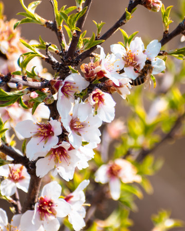 Blooming almond tree with flowers in full bloom in springtime in the countrysideの写真素材