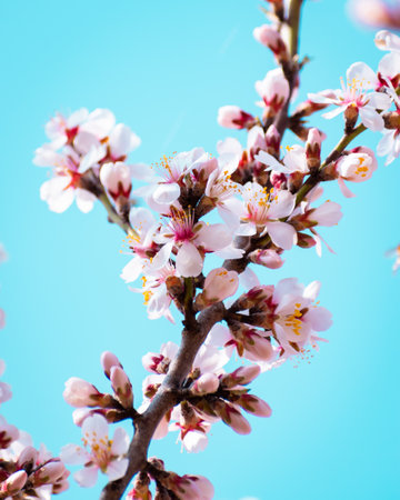 Blooming almond tree branches with flowers in full bloom in springtime in the countrysideの写真素材
