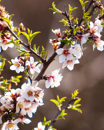 Blooming almond tree with flowers in full bloom in springtime in the countrysideの写真素材