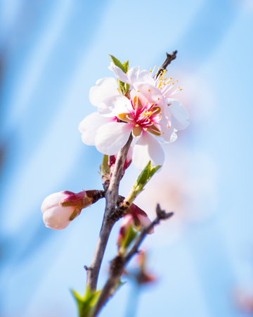 Blooming almond tree brach with flowers in full bloom in springtime in the countrysideの写真素材