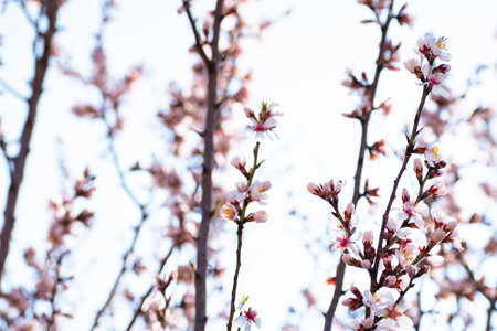 Blooming almond tree branches with flowers in full bloom in springtime in the countrysideの写真素材