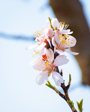 Blooming almond tree brach with flowers in full bloom in springtime in the countrysideの写真素材