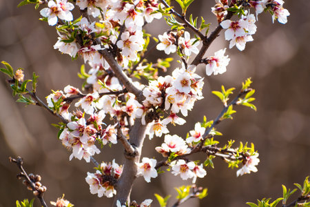 Blooming almond tree with flowers in full bloom in springtime in the countrysideの写真素材