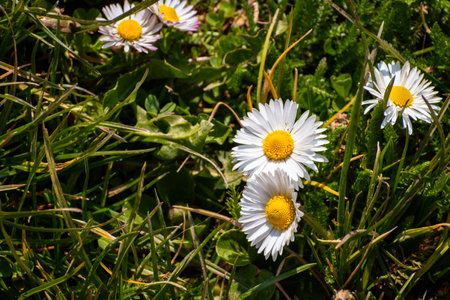 Blooming white daisy flowers in the green grass in springの写真素材