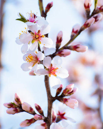 Blooming almond tree branches with flowers in full bloom in springtime in the countrysideの写真素材