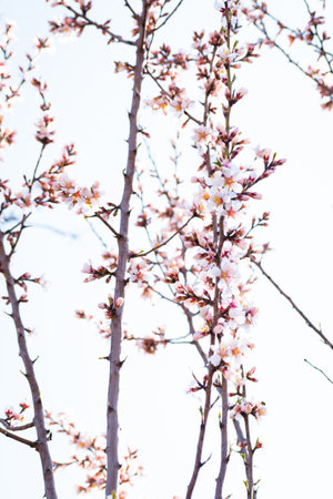 Blooming almond tree branches with flowers in full bloom in springtime in the countrysideの写真素材