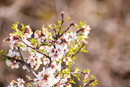Blooming almond tree with flowers in full bloom in springtime in the countrysideの写真素材