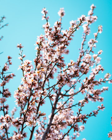 Blooming almond tree branches with flowers in full bloom in springtime in the countrysideの写真素材