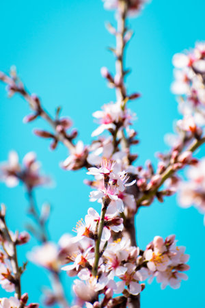 Blooming almond tree branches with flowers in full bloom in springtime in the countrysideの写真素材