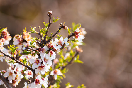 Blooming almond tree branch with flowers in full bloom in springtime with copy space for textの写真素材