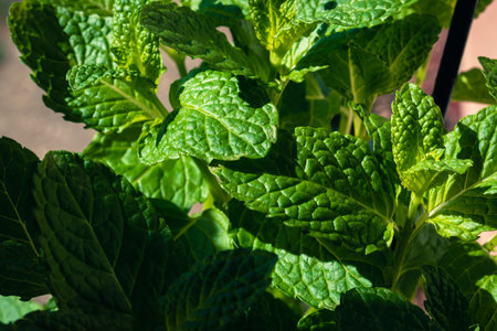 Bright green like leaves with copy spaceの写真素材