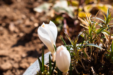 White spring crocus flowers blooming in early springの写真素材