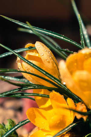 Bunch of yellow crocus flowers with rain drops, spring background with copy spaceの写真素材