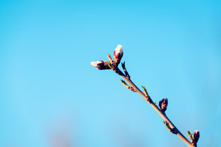 Budding almond tree brach in springtime with copy spaceの写真素材