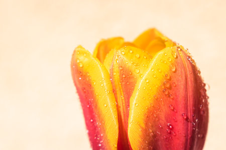 Blooming tulip after rain background with copy spaceの写真素材