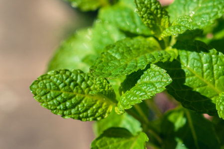 Bright green like leaves after rainの写真素材