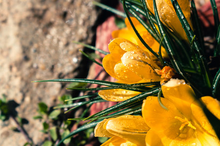 Bunch of yellow crocus flowers with rain drops, spring background with copy spaceの写真素材
