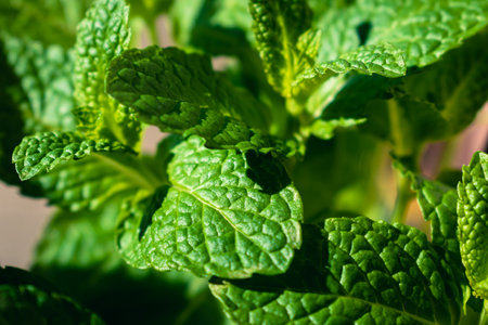 Bright green like leaves with copy spaceの写真素材