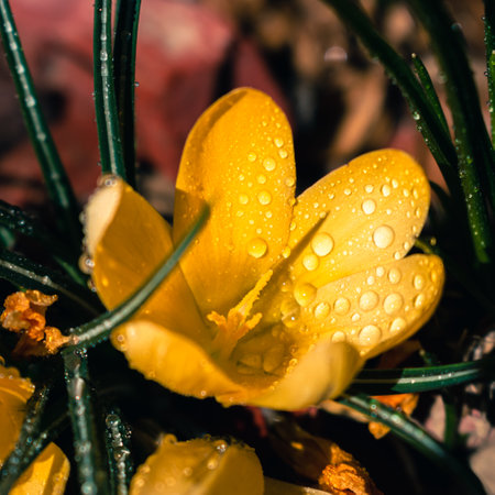Bunch of yellow crocus flowers with rain drops, spring background with copy spaceの写真素材