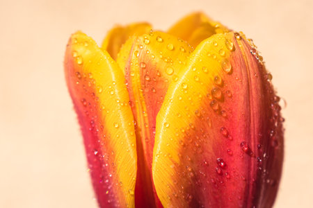 Blooming tulip after rain background with copy spaceの写真素材