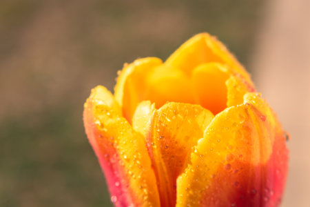 Blooming tulip after rain background with copy spaceの写真素材
