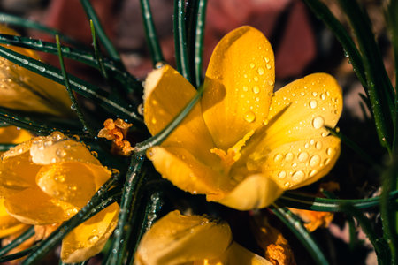 Bunch of yellow crocus flowers with rain drops, spring background with copy spaceの写真素材