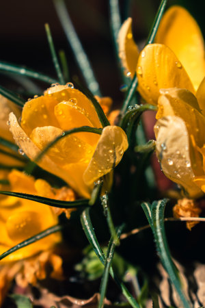 Bunch of yellow crocus flowers with rain drops, spring background with copy spaceの写真素材